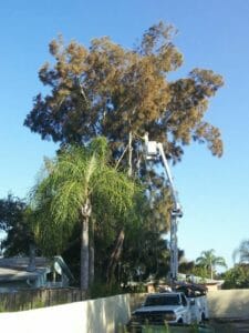 Is Your Landscape Ready For A Hurricane?