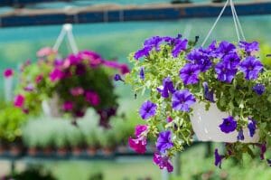 Hanging Baskets Color Rotation