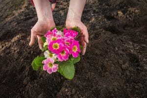 Hanging Baskets Color Rotation